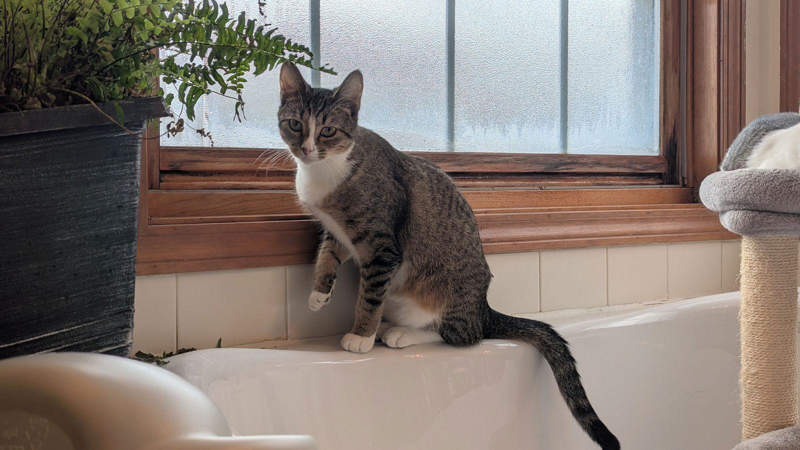 Enlarge Adriane, a Adoptable Domestic Short Hair in hinckley, IL image 2/3