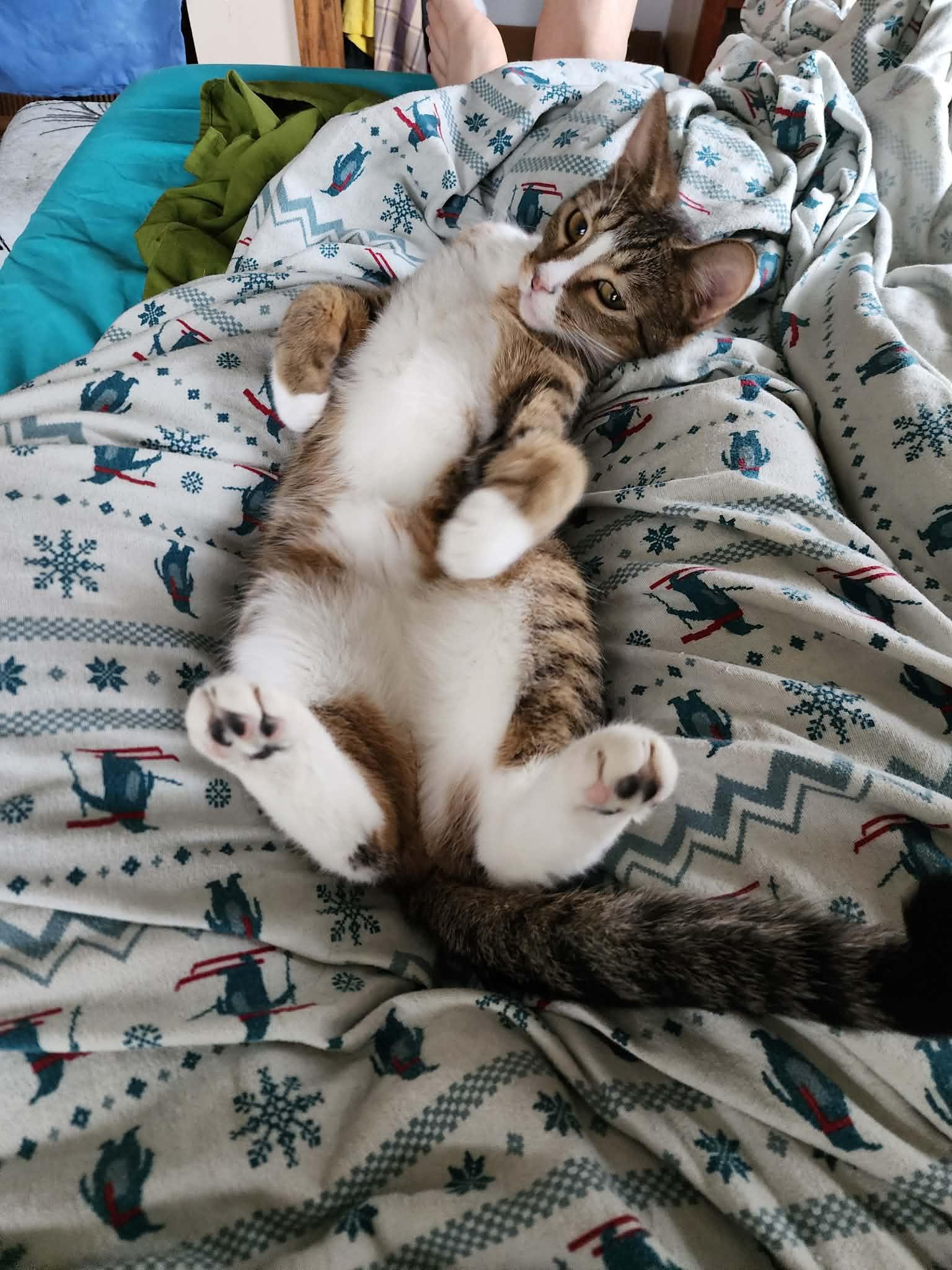 Enlarge Adrian, a Adoptable Domestic Short Hair in hinckley, IL image 3/3