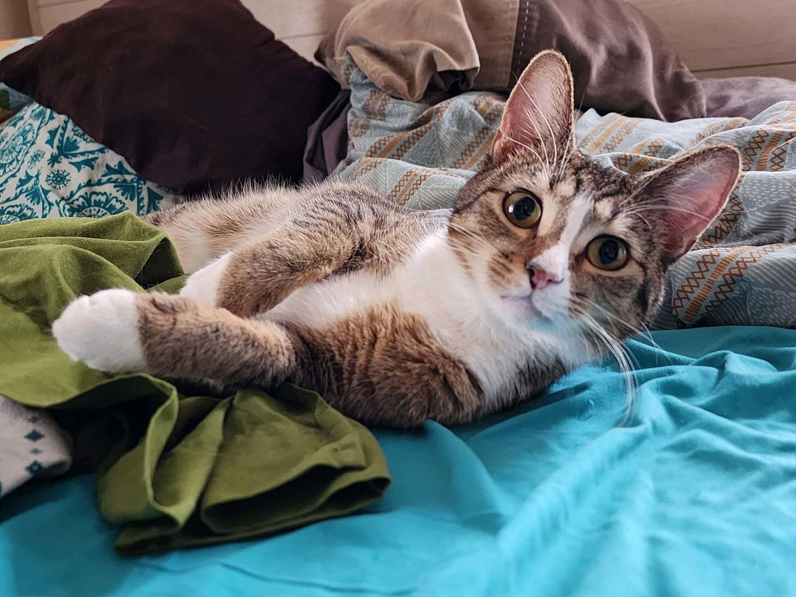 Adrian, a Adoptable Domestic Short Hair in hinckley, IL image 1/3