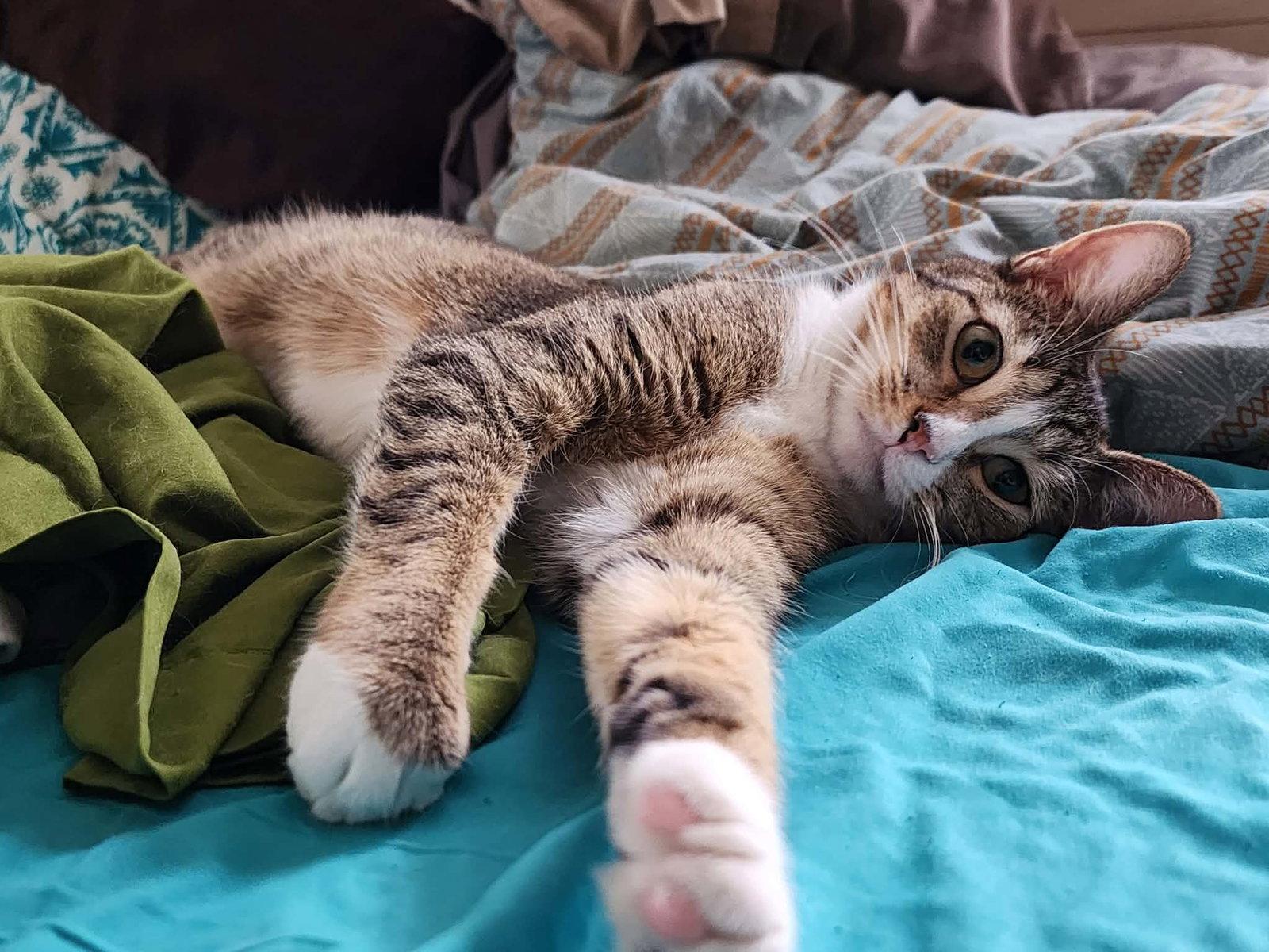 Adrian, a Adoptable Domestic Short Hair in hinckley, IL image 2/3