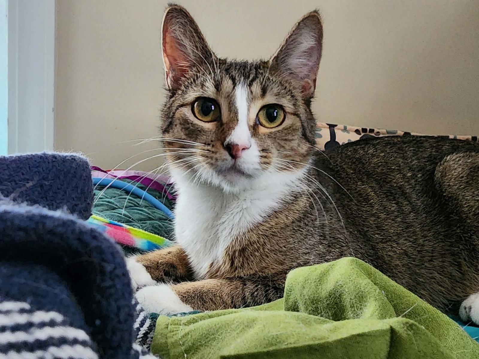 Adrian, a Adoptable Domestic Short Hair in hinckley, IL image 3/3