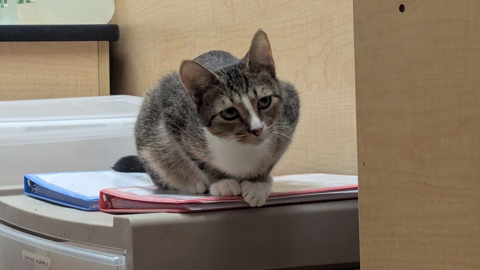 Enlarge Adriane, a Adoptable Domestic Short Hair in hinckley, IL image 3/3