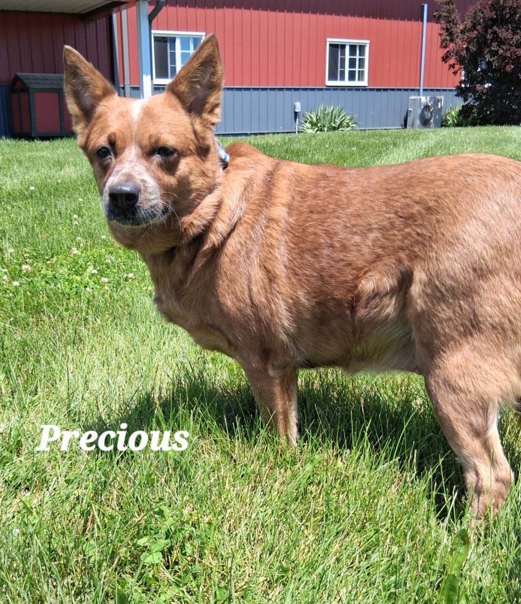 Enlarge Precious, a ADOPTABLE mixed breed in Urbana, OH image 2/2