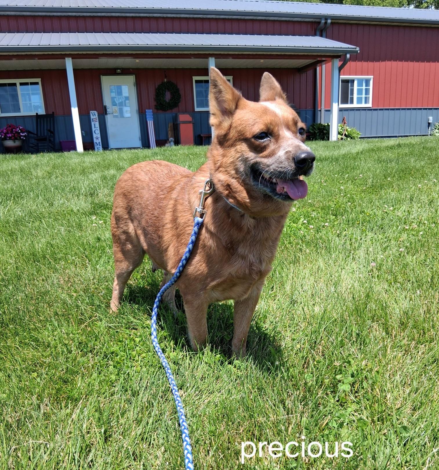 Enlarge Precious, a ADOPTABLE mixed breed in Urbana, OH image 1/2