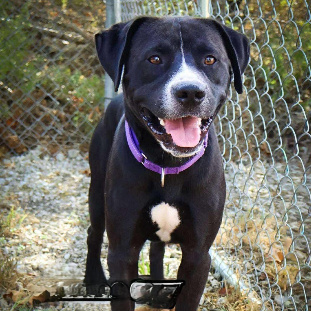 Scooter, a Adoptable mixed breed in Columbia, MO image 2/5