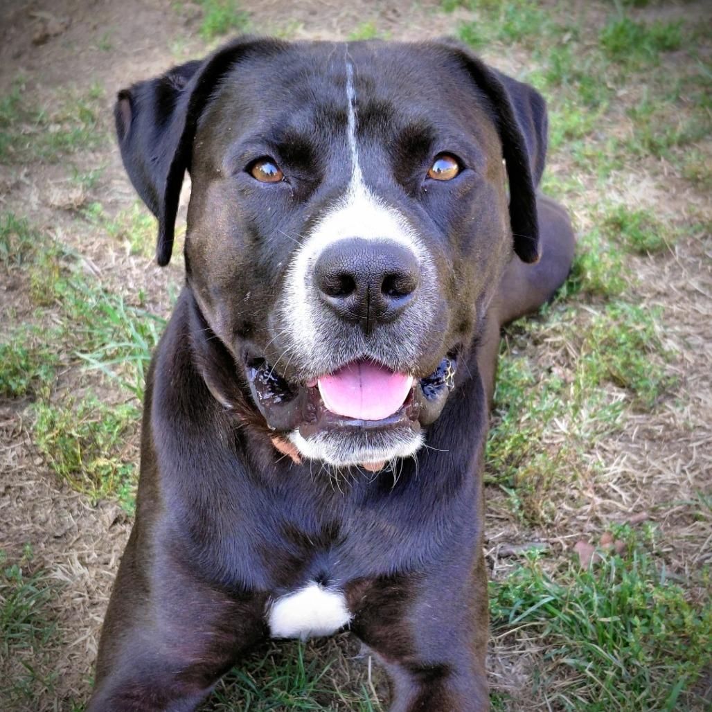 Scooter, a Adoptable mixed breed in Columbia, MO image 1/5