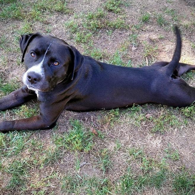 Scooter, a Adoptable mixed breed in Columbia, MO image 3/5