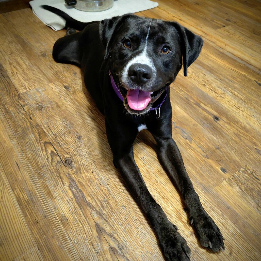 Scooter, a Adoptable mixed breed in Columbia, MO image 5/5