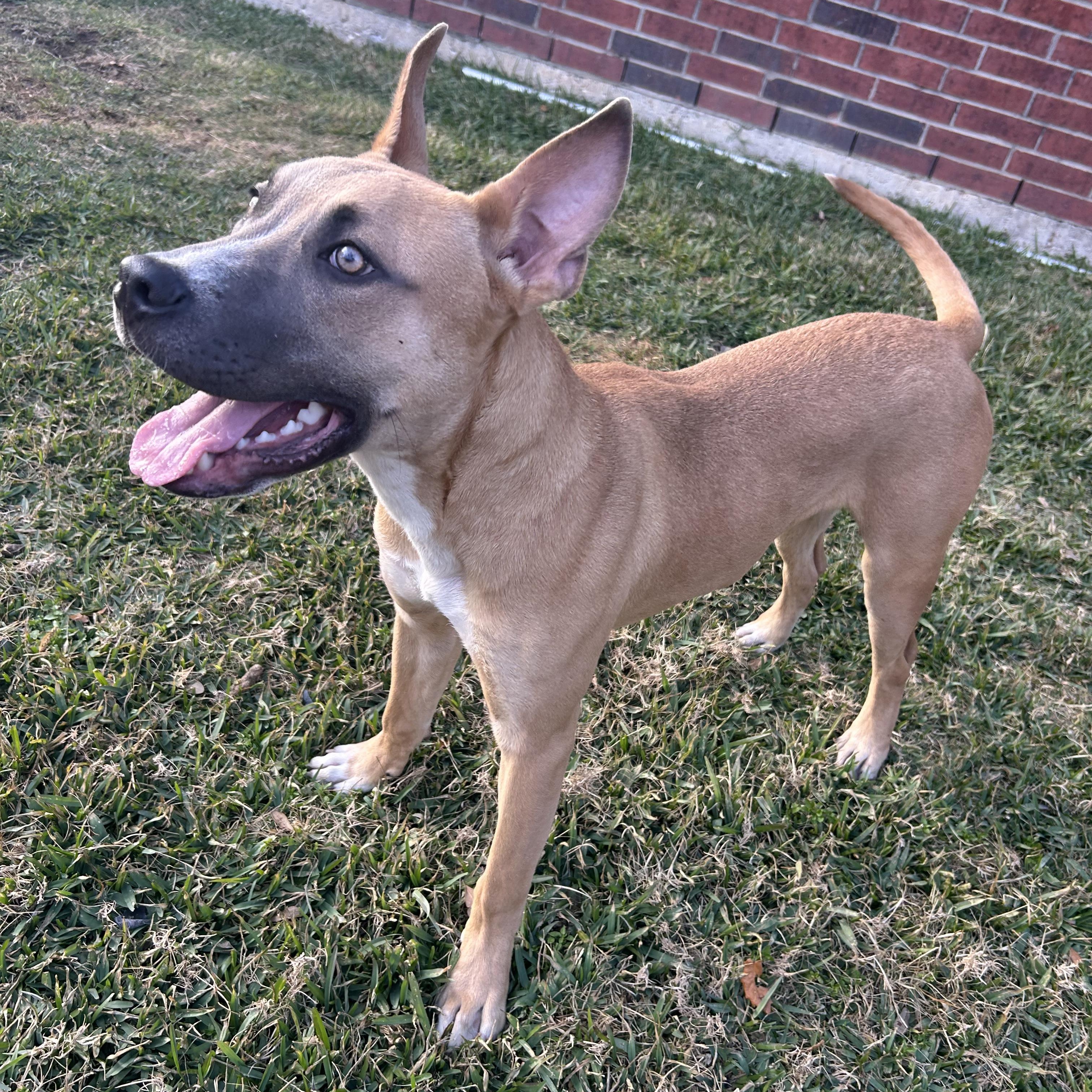 Bear — thumbnail 4