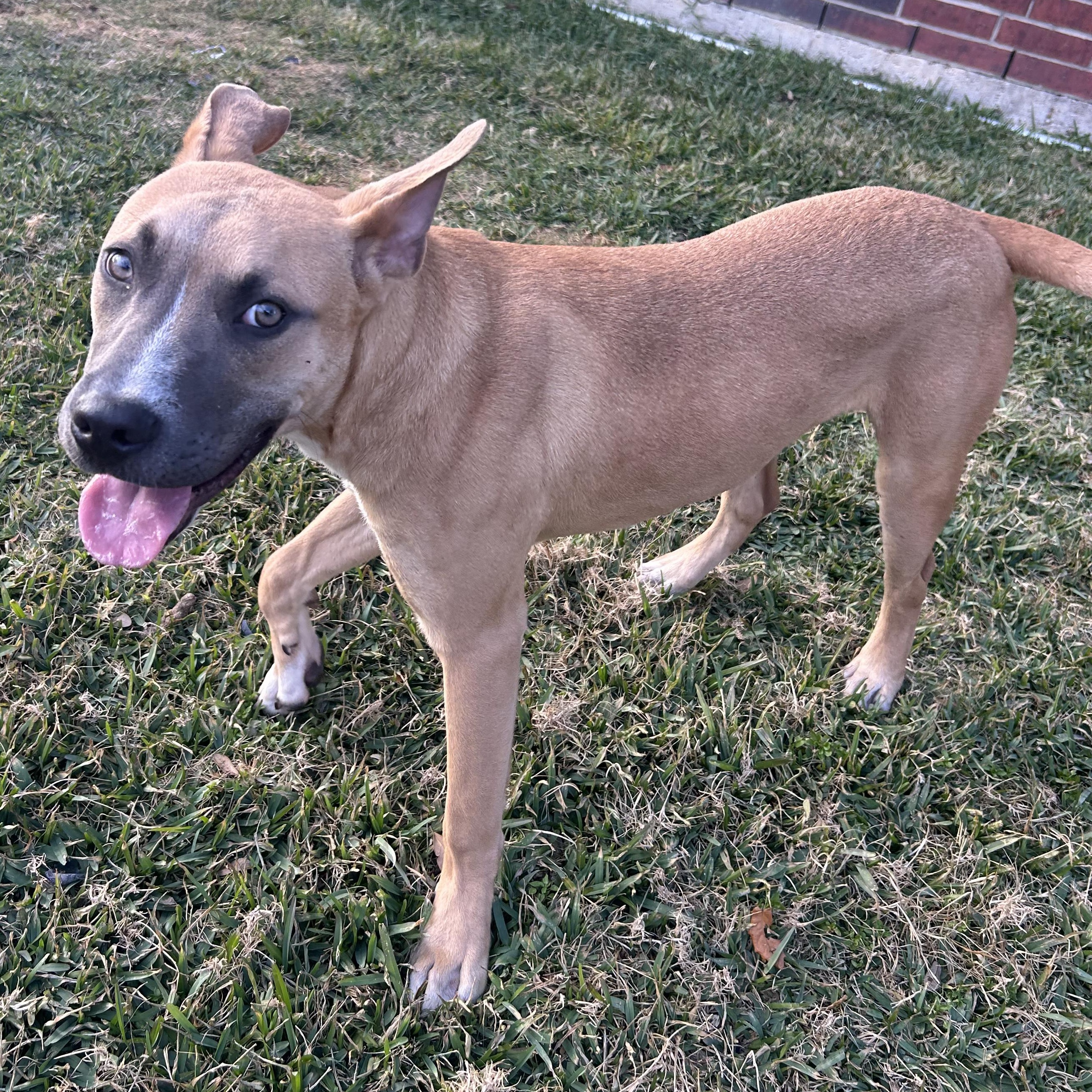 Bear — thumbnail 6