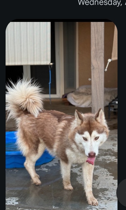 Liba, Adopted, Young Female Siberian Husky.