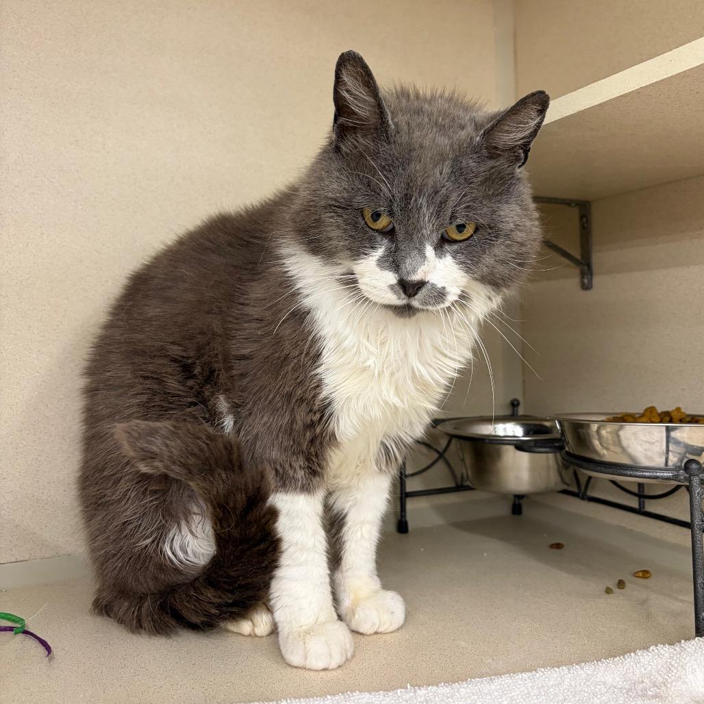 Buster, Adoptable, Adult Male Domestic Short Hair.