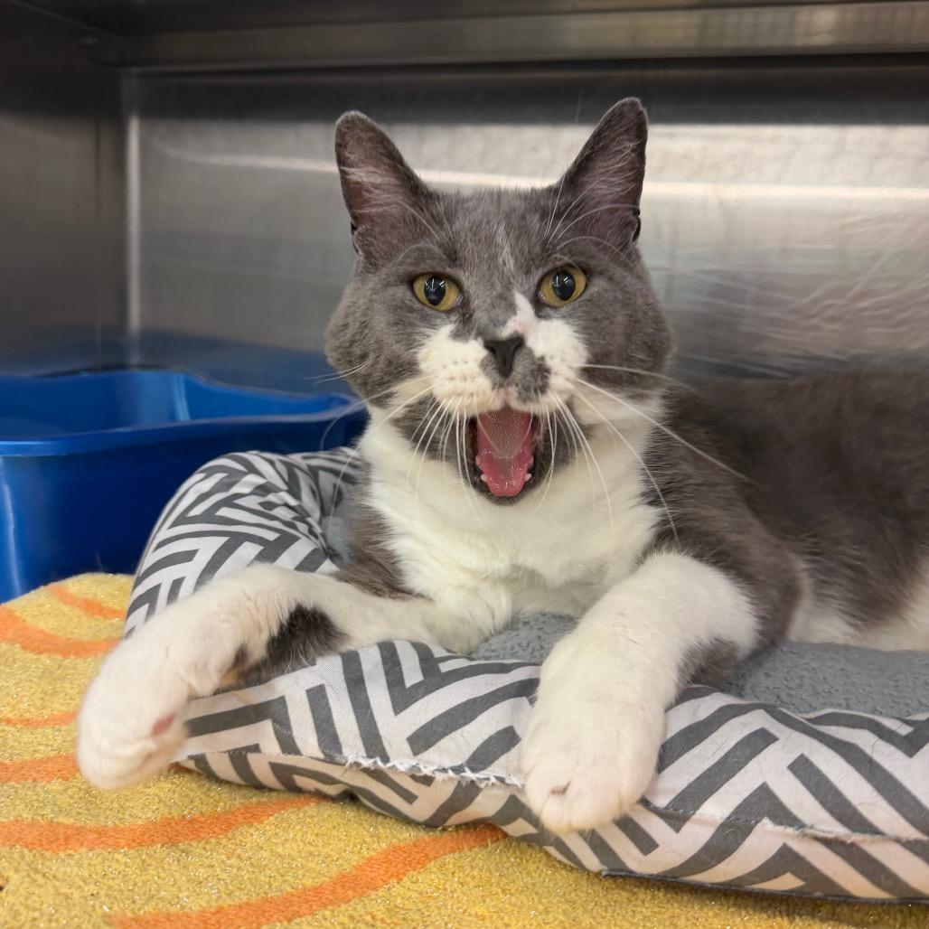 Buster, a Adoptable Domestic Short Hair in Hamburg, NY image 2/5