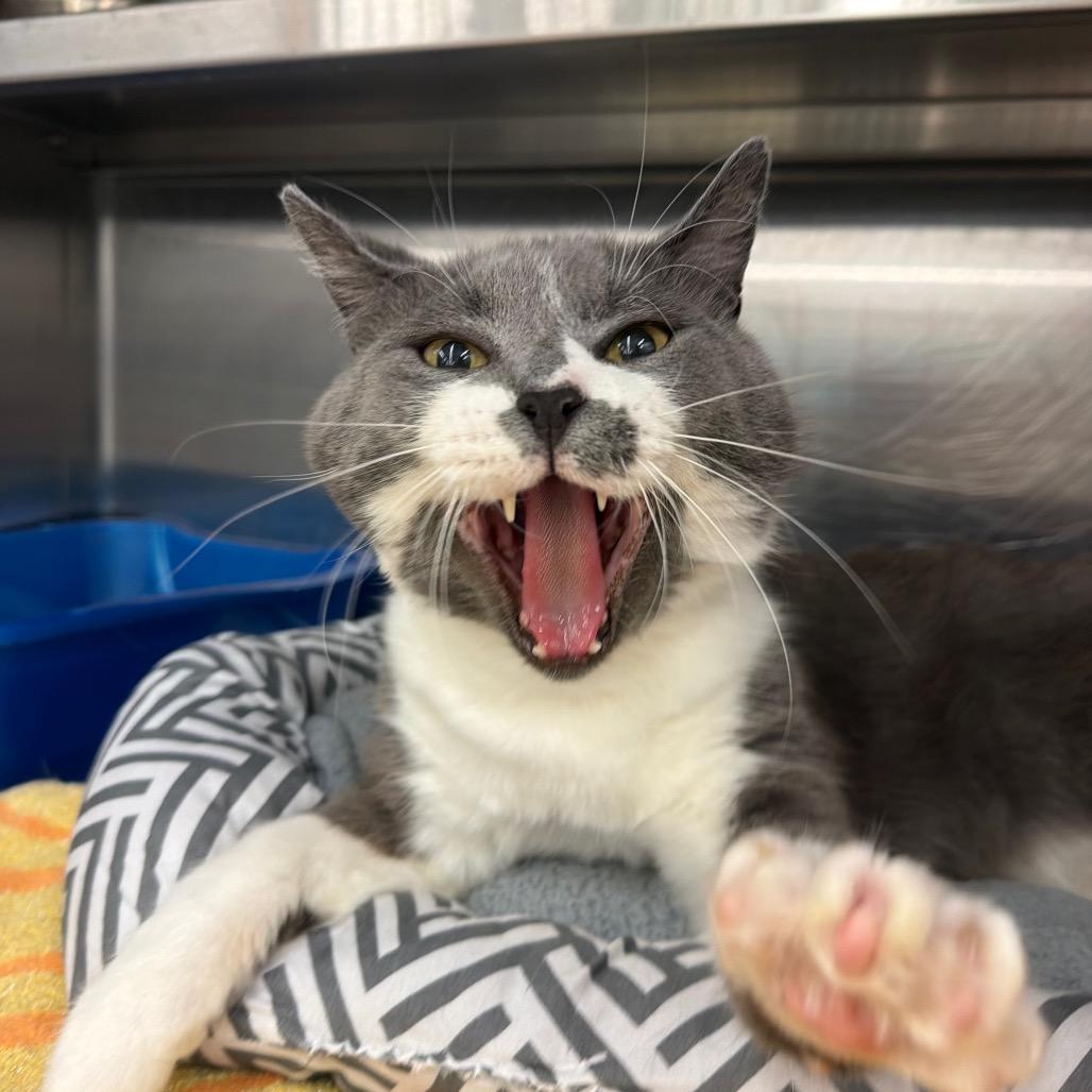 Buster, a Adoptable Domestic Short Hair in Hamburg, NY image 3/5