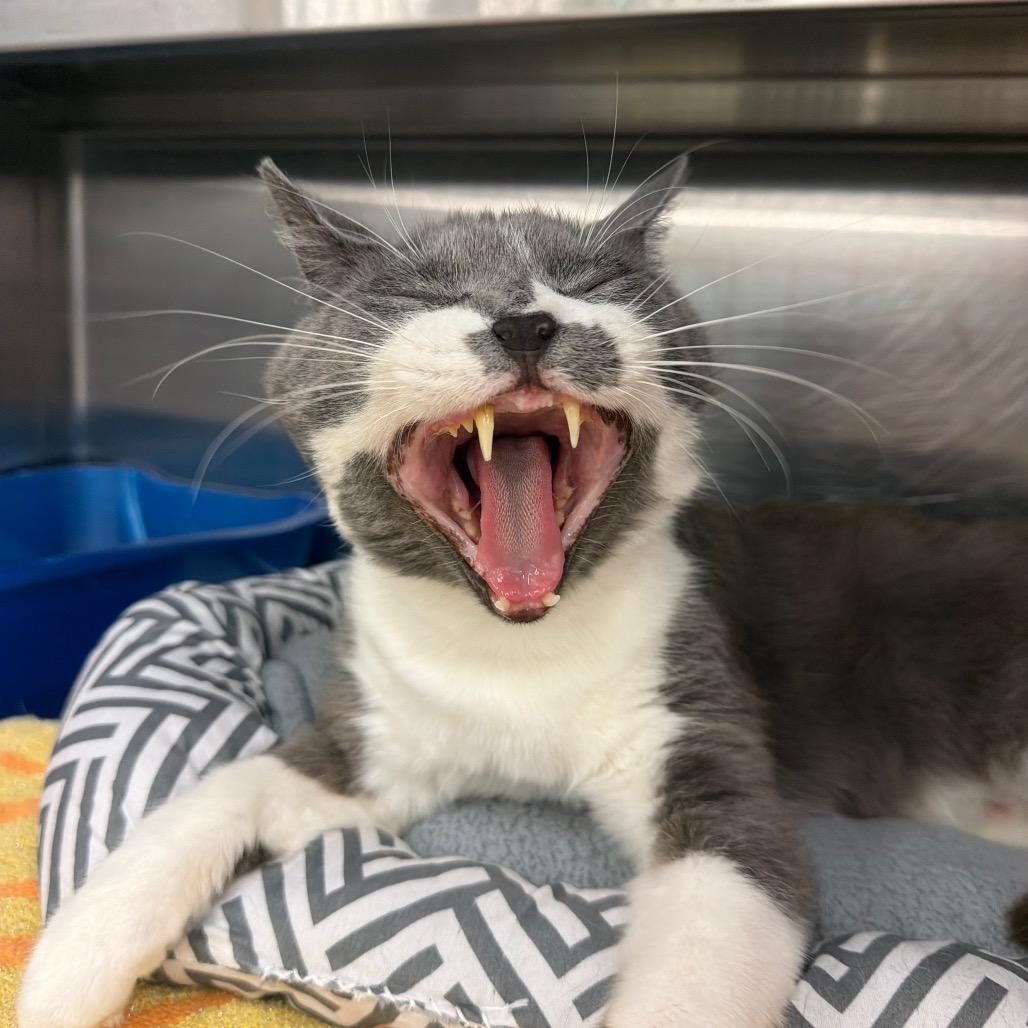 Buster, a Adoptable Domestic Short Hair in Hamburg, NY image 4/5