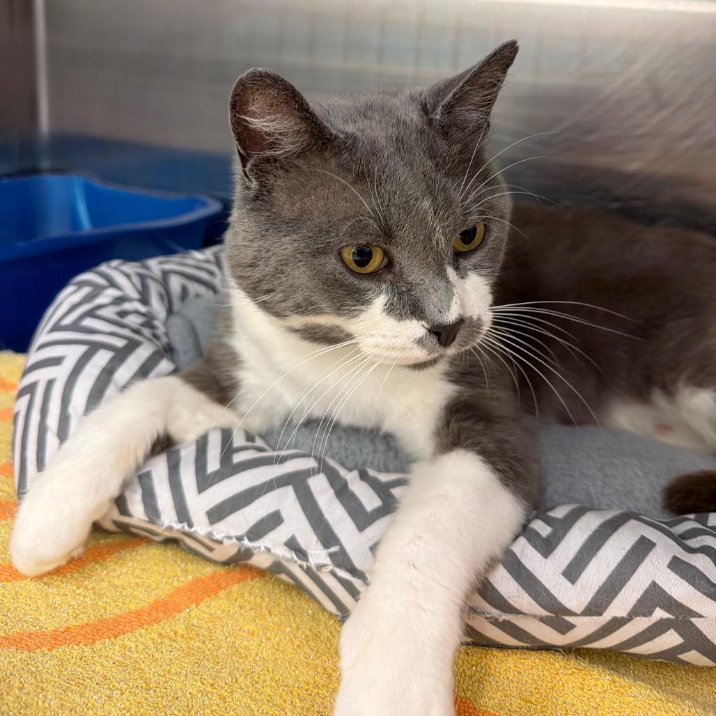 Buster, a Adoptable Domestic Short Hair in Hamburg, NY image 5/5