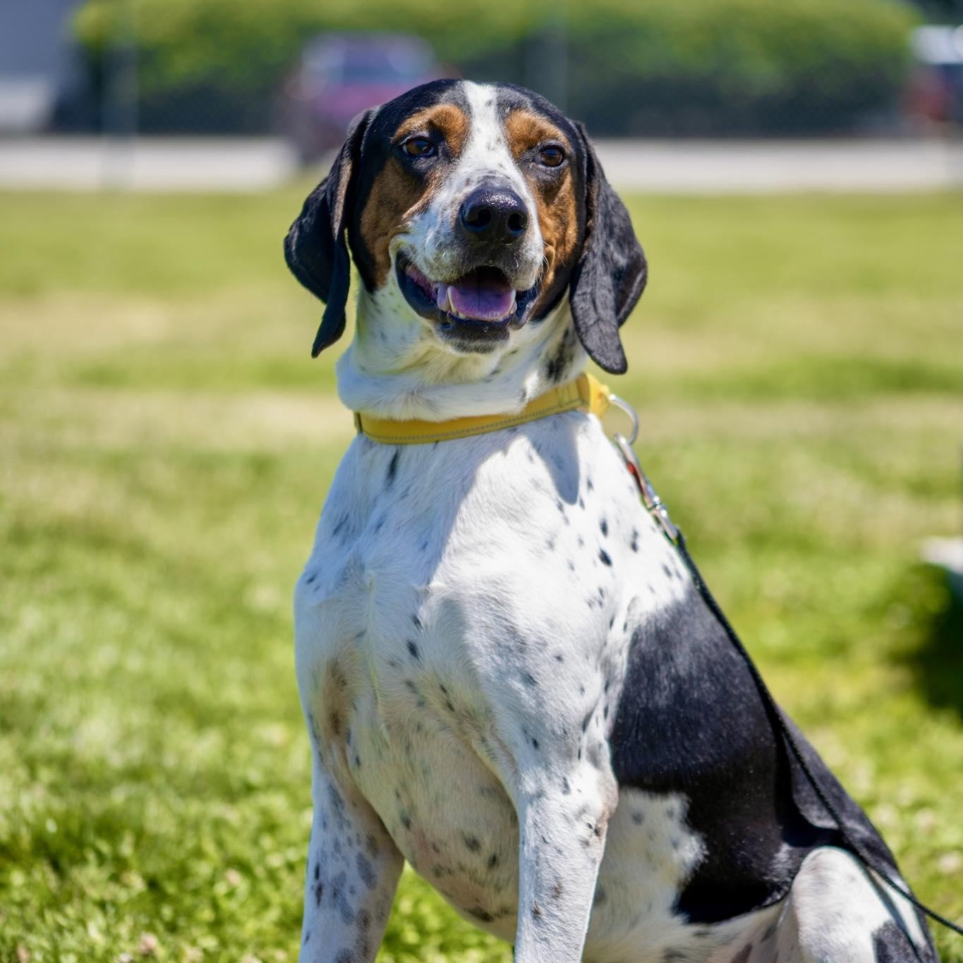 Luke, ADOPTABLE, Young Male Coonhound.
