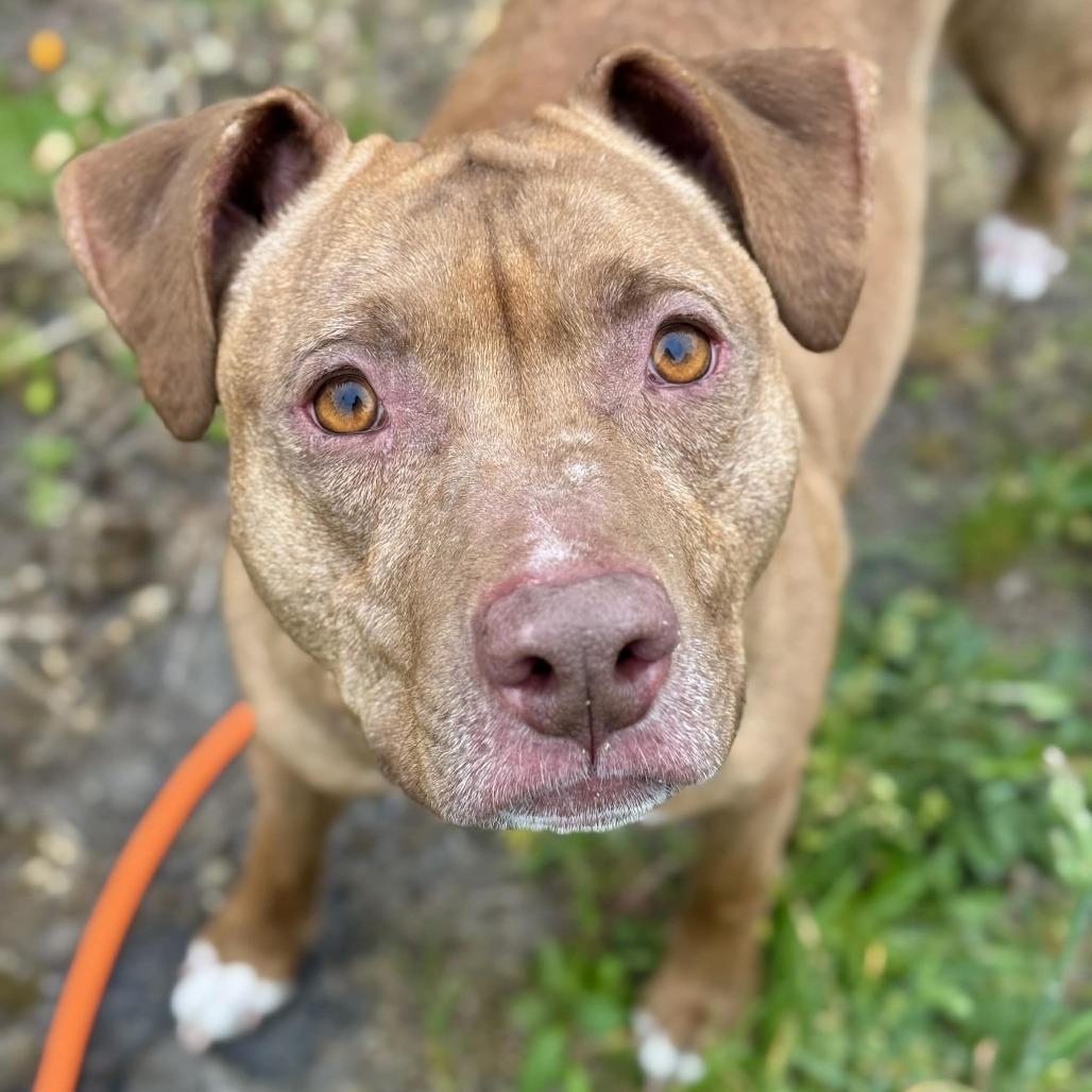 Chuchi, Adoptable, Adult Female Pit Bull Terrier.