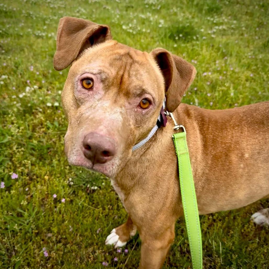 Enlarge Chuchi, a Adoptable Pit Bull Terrier in Tacoma, WA image 1/1