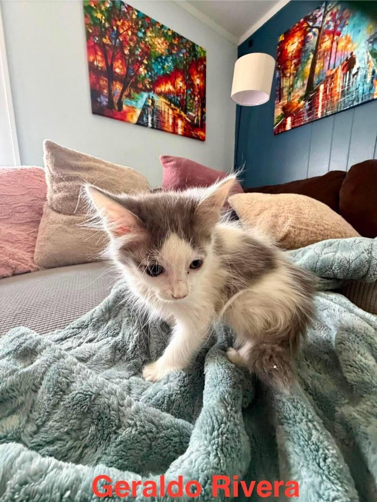 Geraldo Rivera, Adoptable, Kitten Male Domestic Medium Hair.