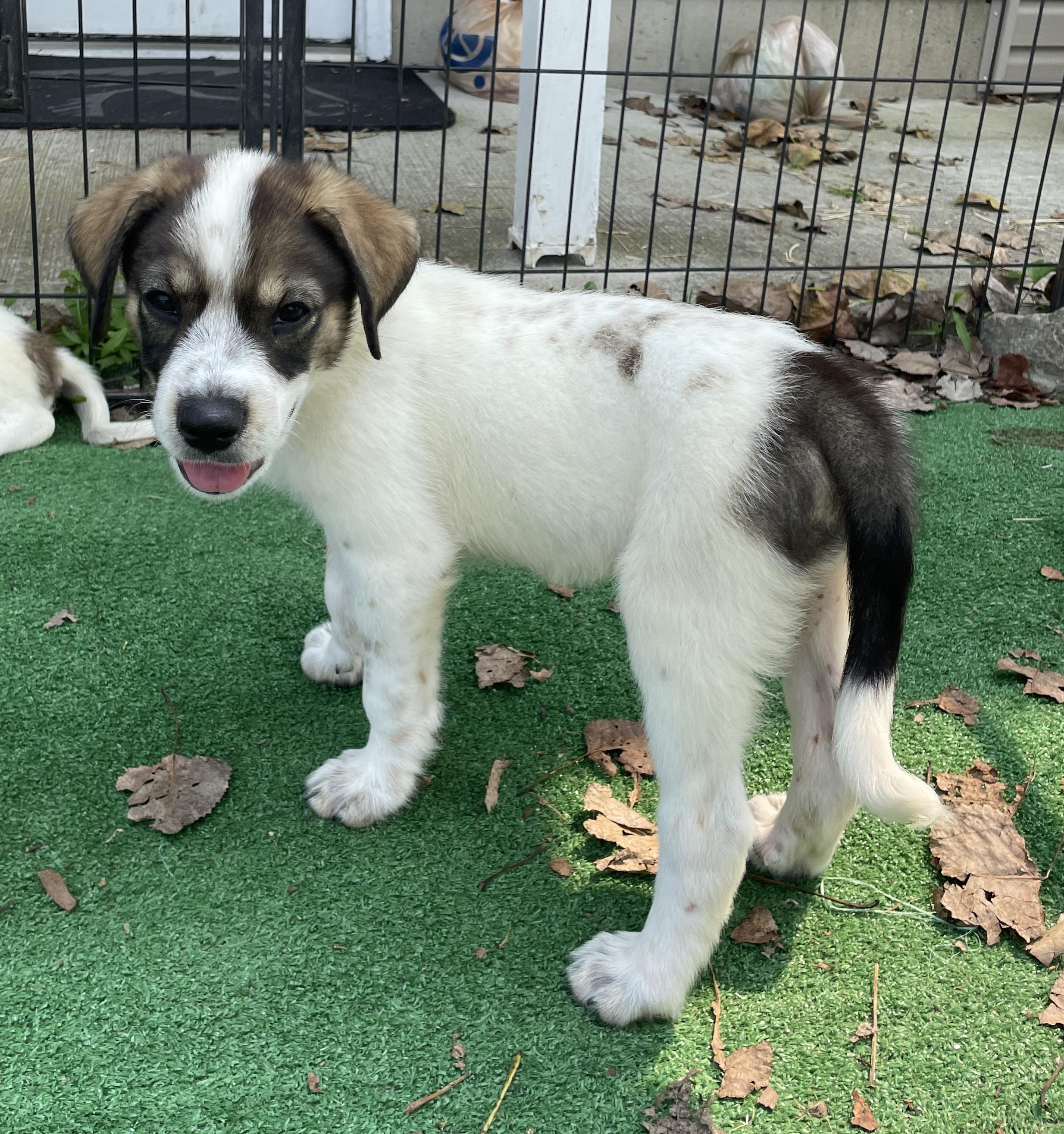 MARTHA, a Adoptable mixed breed in Cincinnati, OH image 3/3