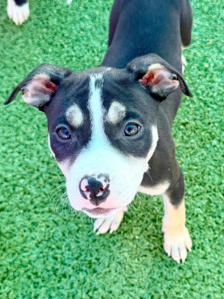 Kardia, Adoptable, Puppy Female Pit Bull Terrier.