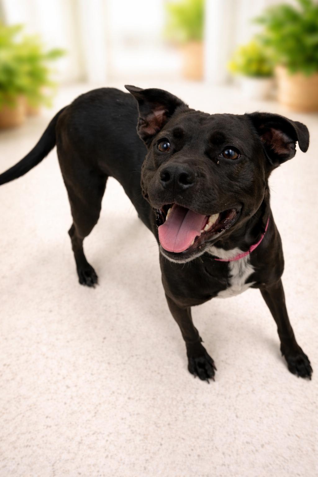 Enlarge Wilma, a ADOPTABLE mixed breed in Darien, GA image 1/1