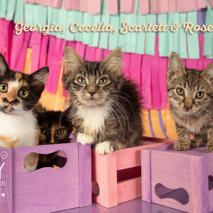 Georgia, Adoptable, Young Female Domestic Short Hair.