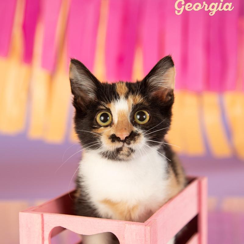 Enlarge Georgia, a Adoptable Domestic Short Hair in Springfield, MO image 2/6