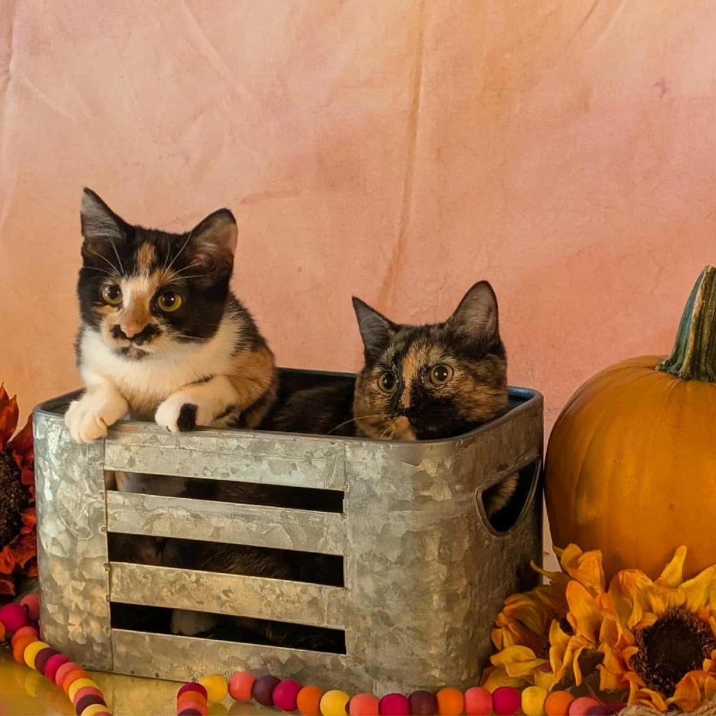 Enlarge Georgia, a Adoptable Domestic Short Hair in Springfield, MO image 3/6