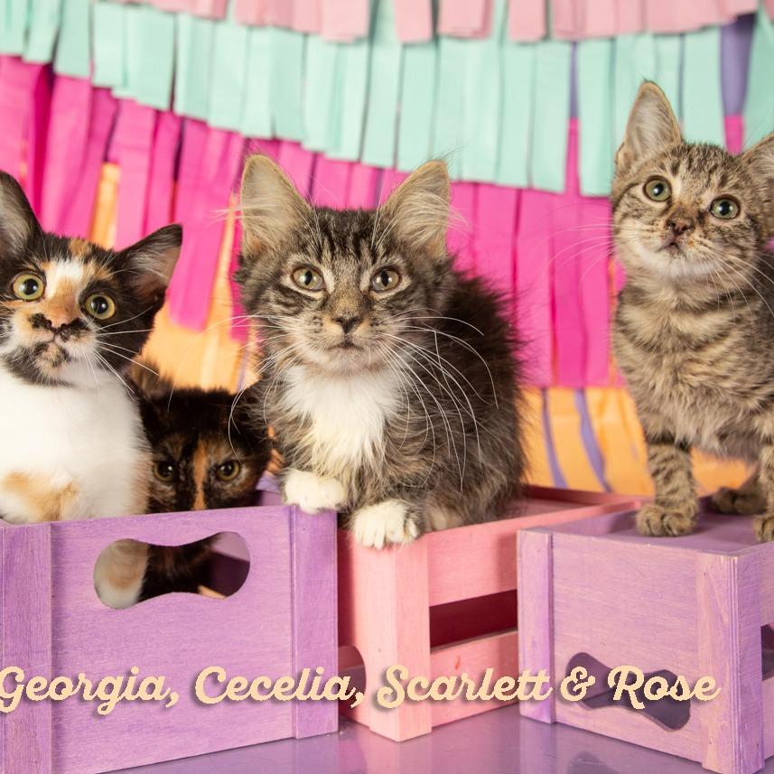 Enlarge Georgia, a Adoptable Domestic Short Hair in Springfield, MO image 4/6