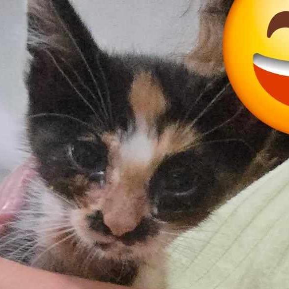 Enlarge Georgia, a Adoptable Domestic Short Hair in Springfield, MO image 5/6