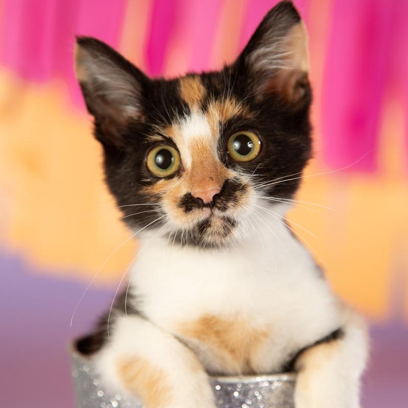 Enlarge Georgia, a Adoptable Domestic Short Hair in Springfield, MO image 6/6