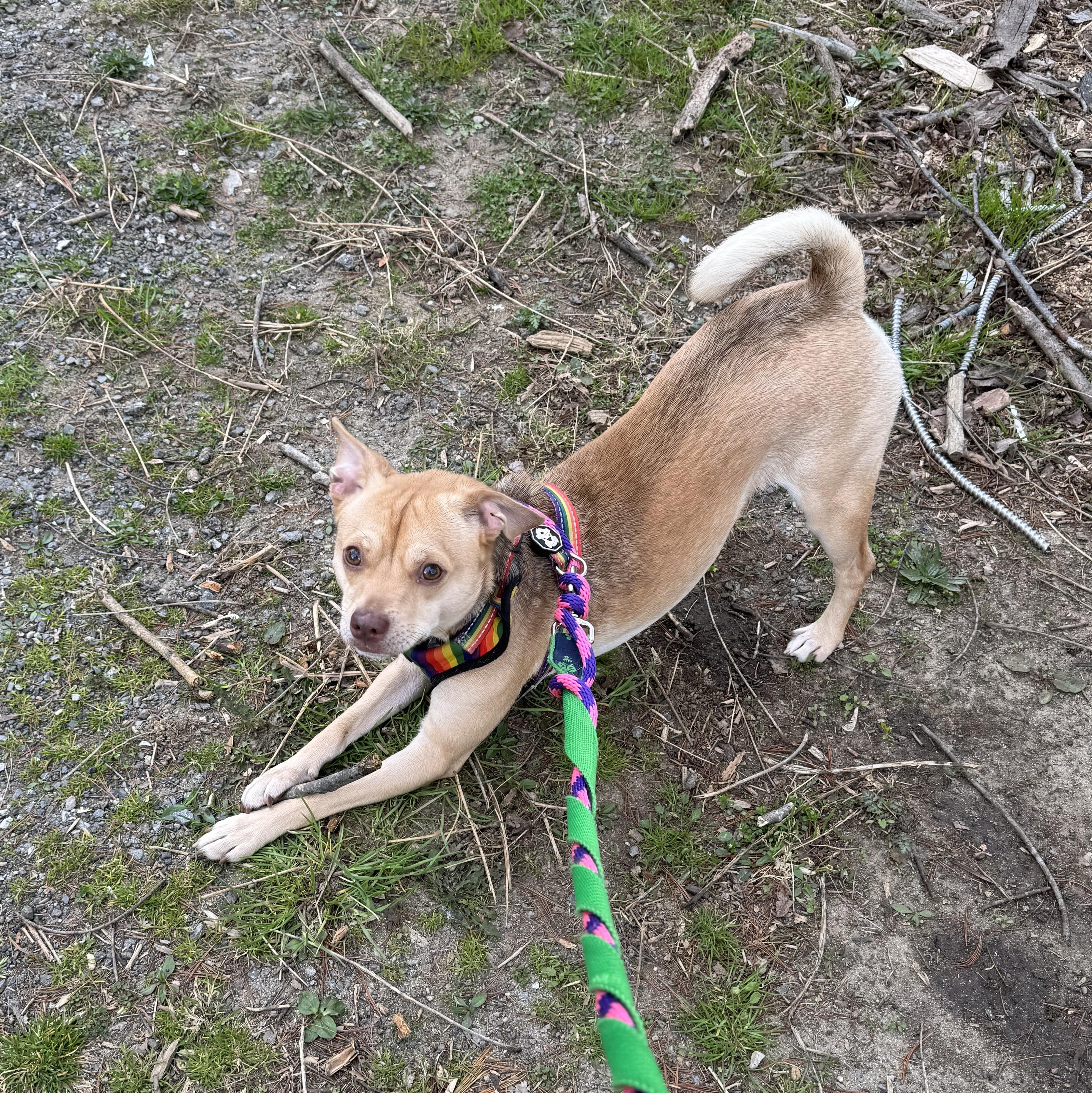 Chucho, a Adoptable mixed breed in Ellicott City, MD image 2/6