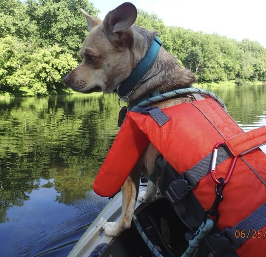 Enlarge Chucho, a Adoptable mixed breed in Ellicott City, MD image 3/5