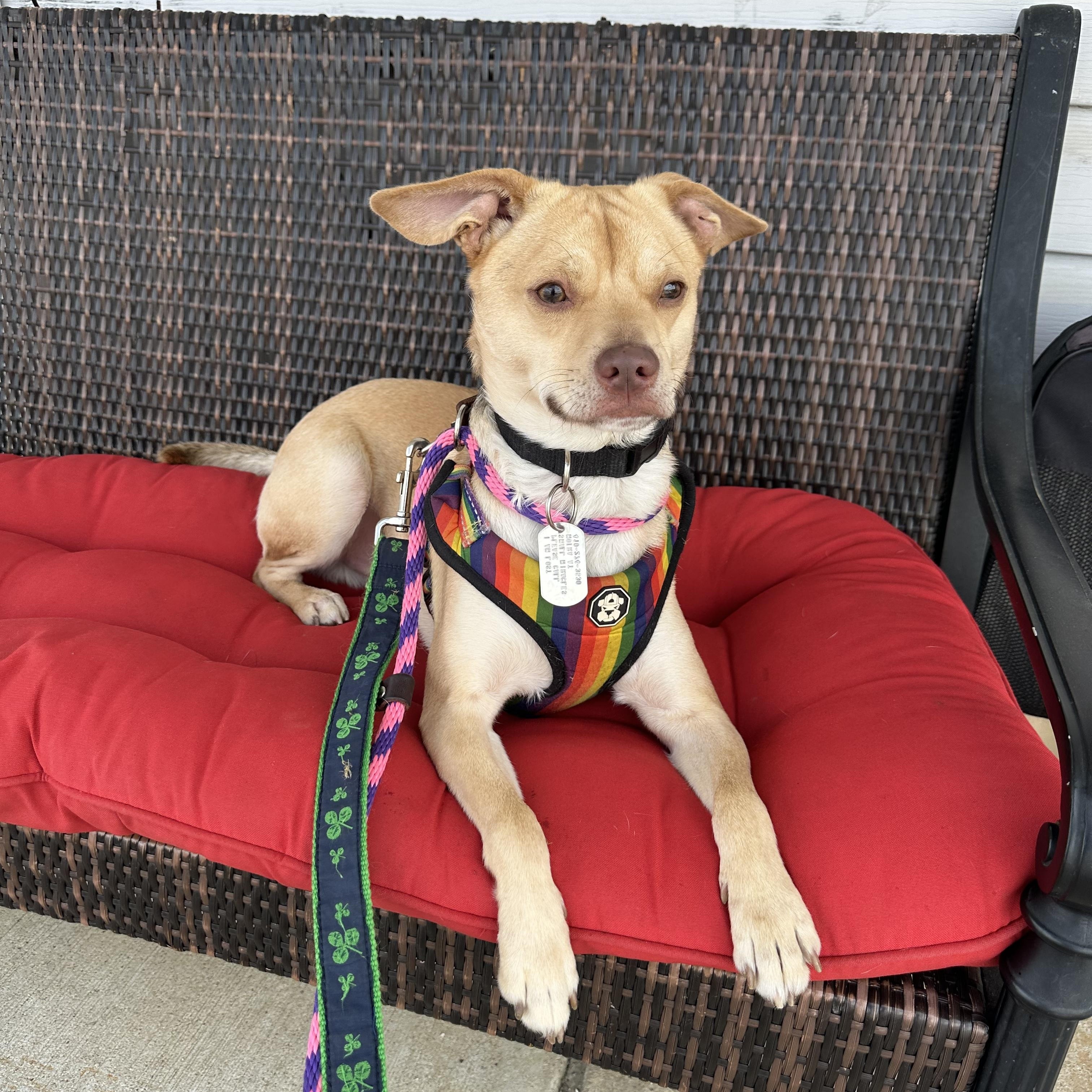 Chucho, Adoptable, Young Male Terrier & Chihuahua.