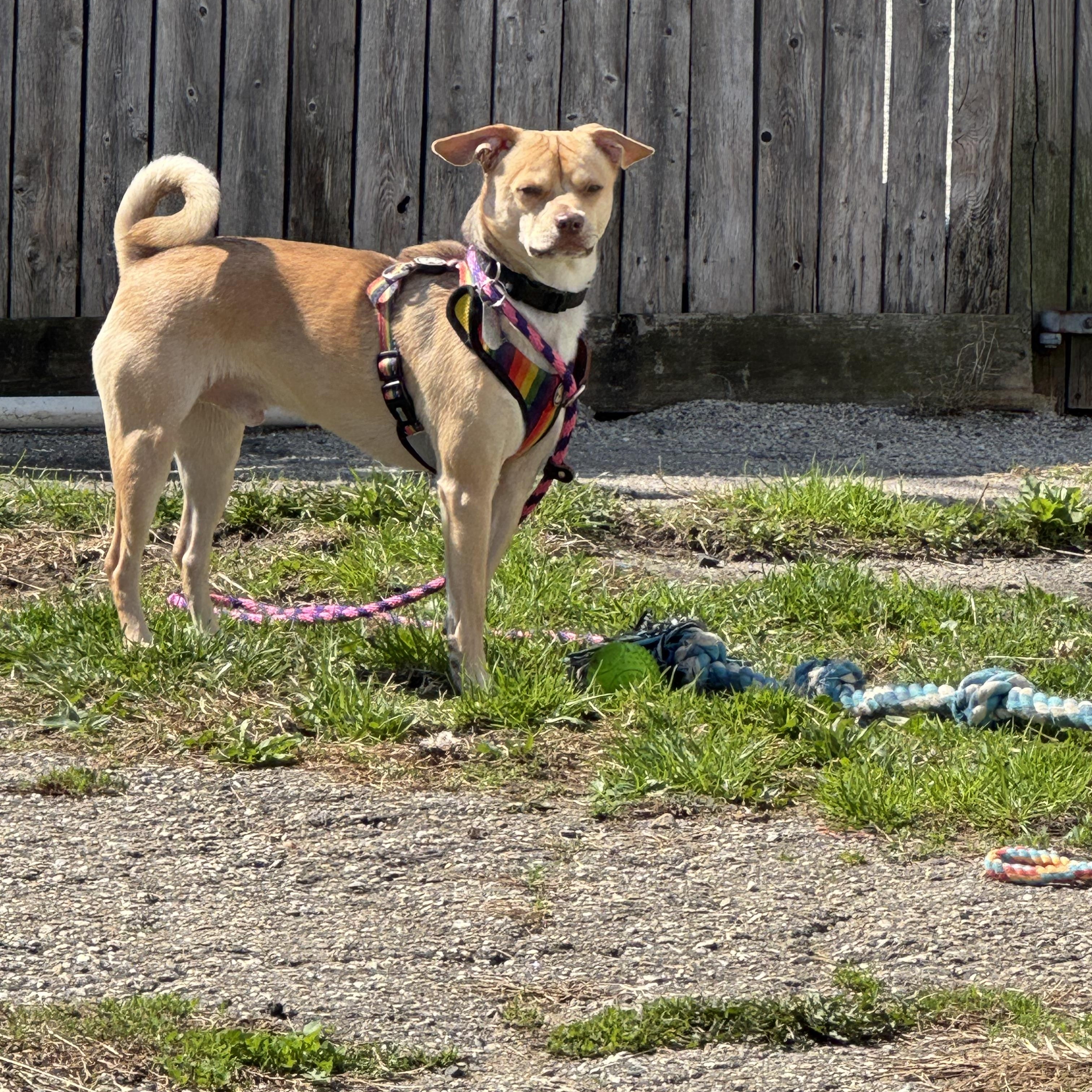 Chucho, a Adoptable mixed breed in Ellicott City, MD image 3/6