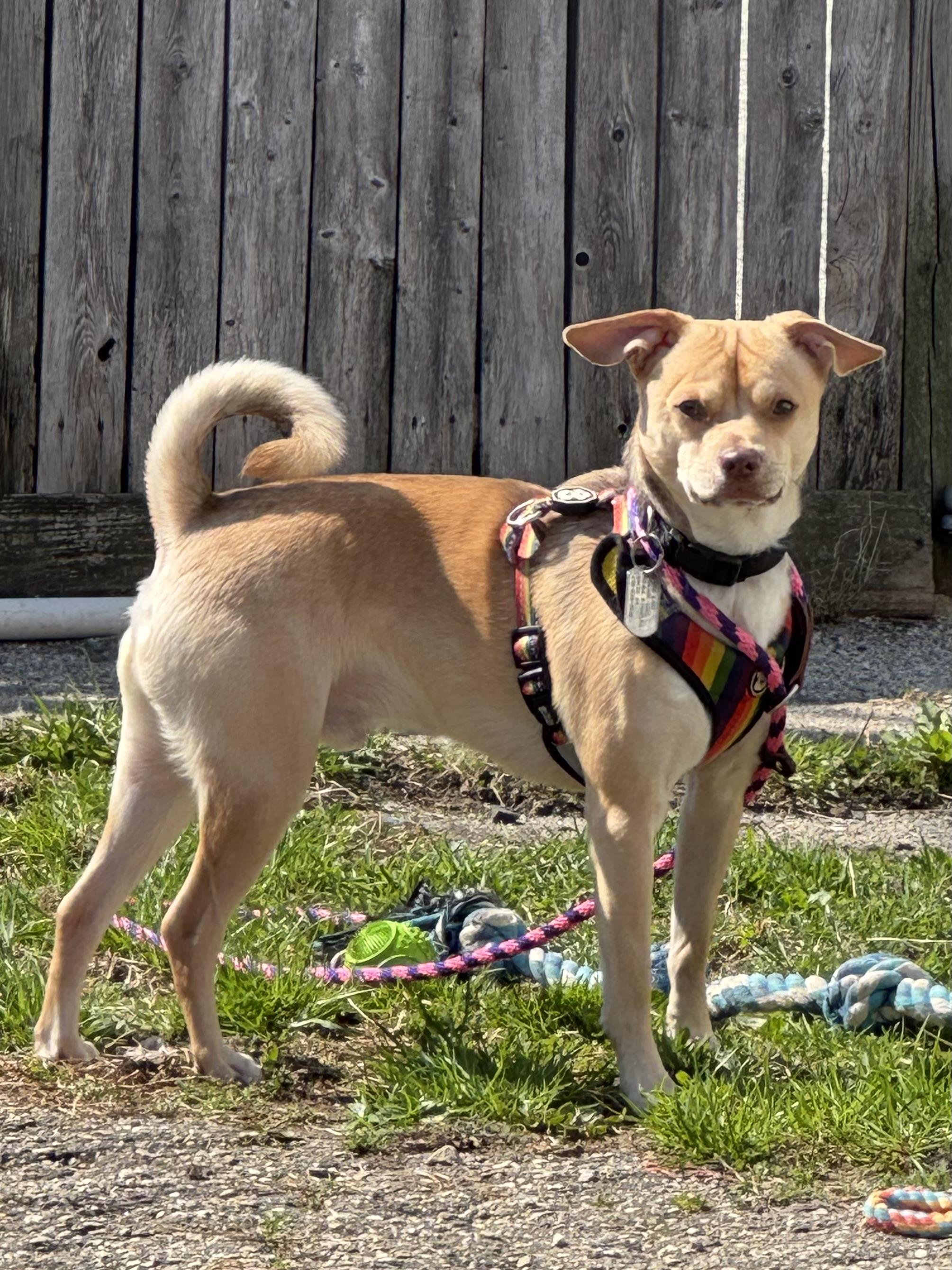 Chucho, a Adoptable mixed breed in Ellicott City, MD image 6/6
