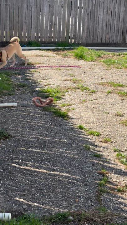 Enlarge Chucho, a Adoptable mixed breed in Ellicott City, MD video 5/6