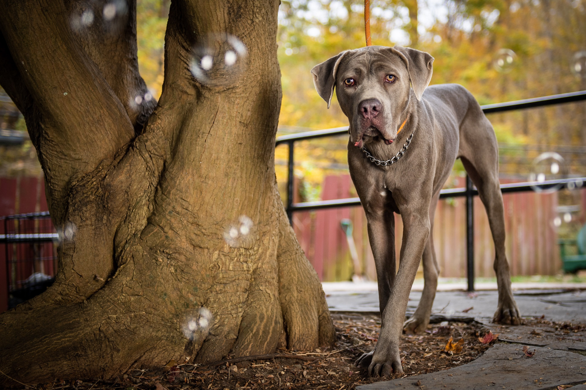 Blue, Adoptable, Adult Male Cane Corso.
