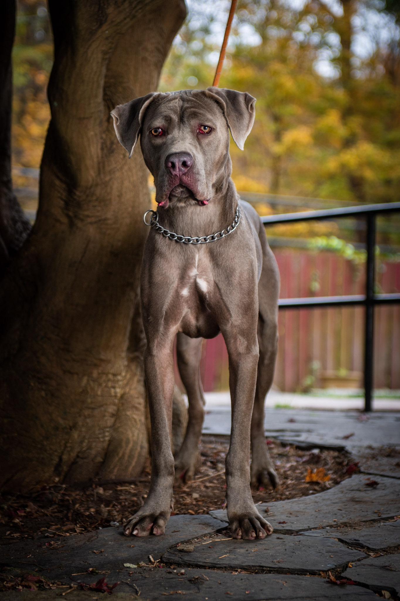 Blue, a Adoptable Cane Corso in Bedford, NY image 3/8