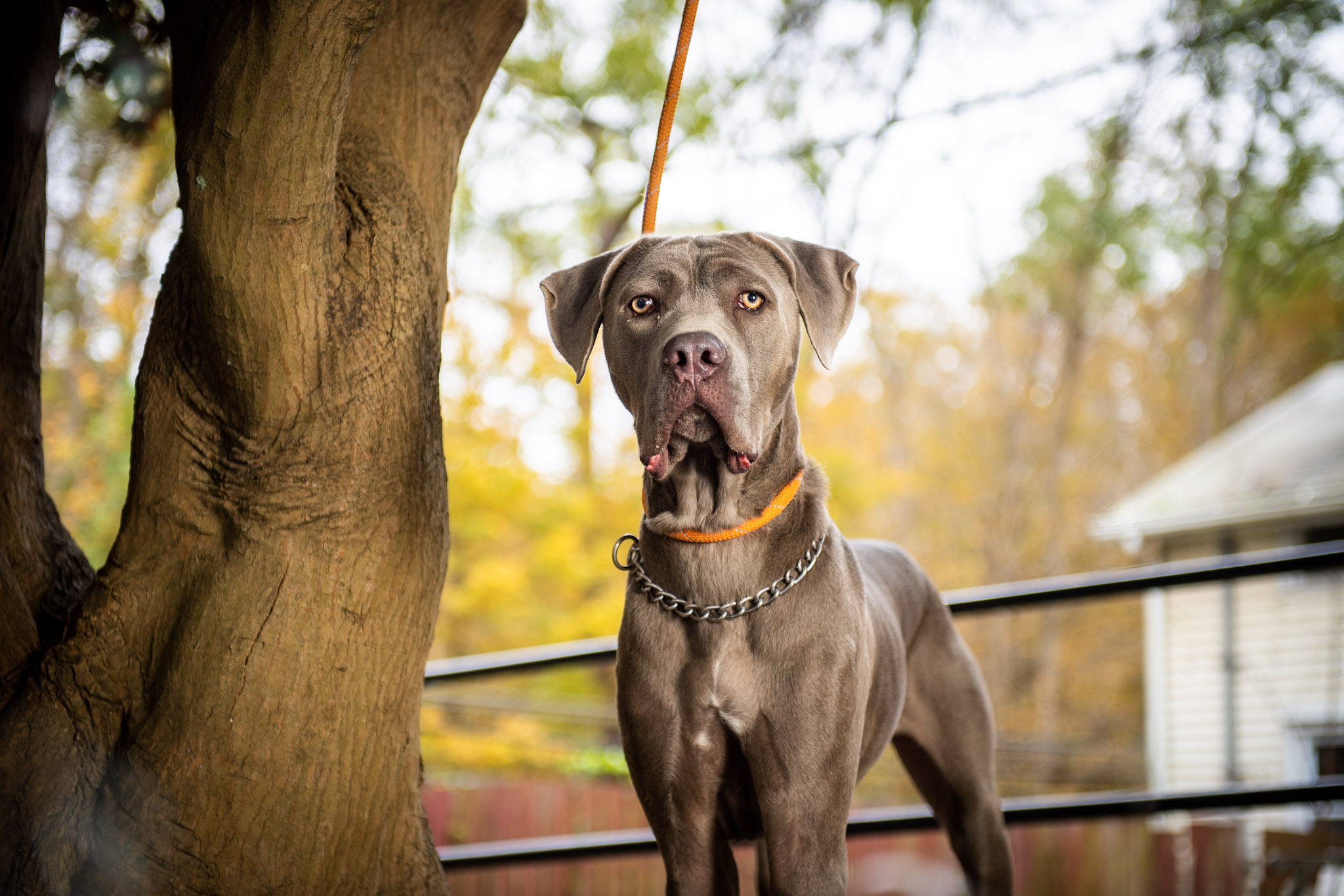 Blue, a Adoptable Cane Corso in Bedford, NY image 4/8