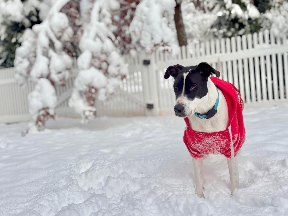 Enlarge Rubix, a Adoptable mixed breed in Westwood, NJ image 6/6