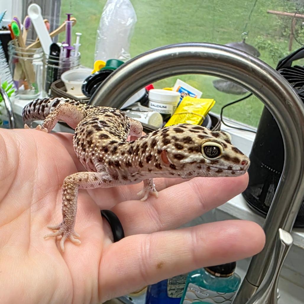 Enlarge Stanley, a Adoptable Gecko in Frederick, MD image 1/3