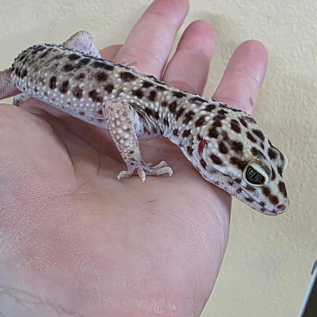 Enlarge Stanley, a Adoptable Gecko in Frederick, MD image 2/3