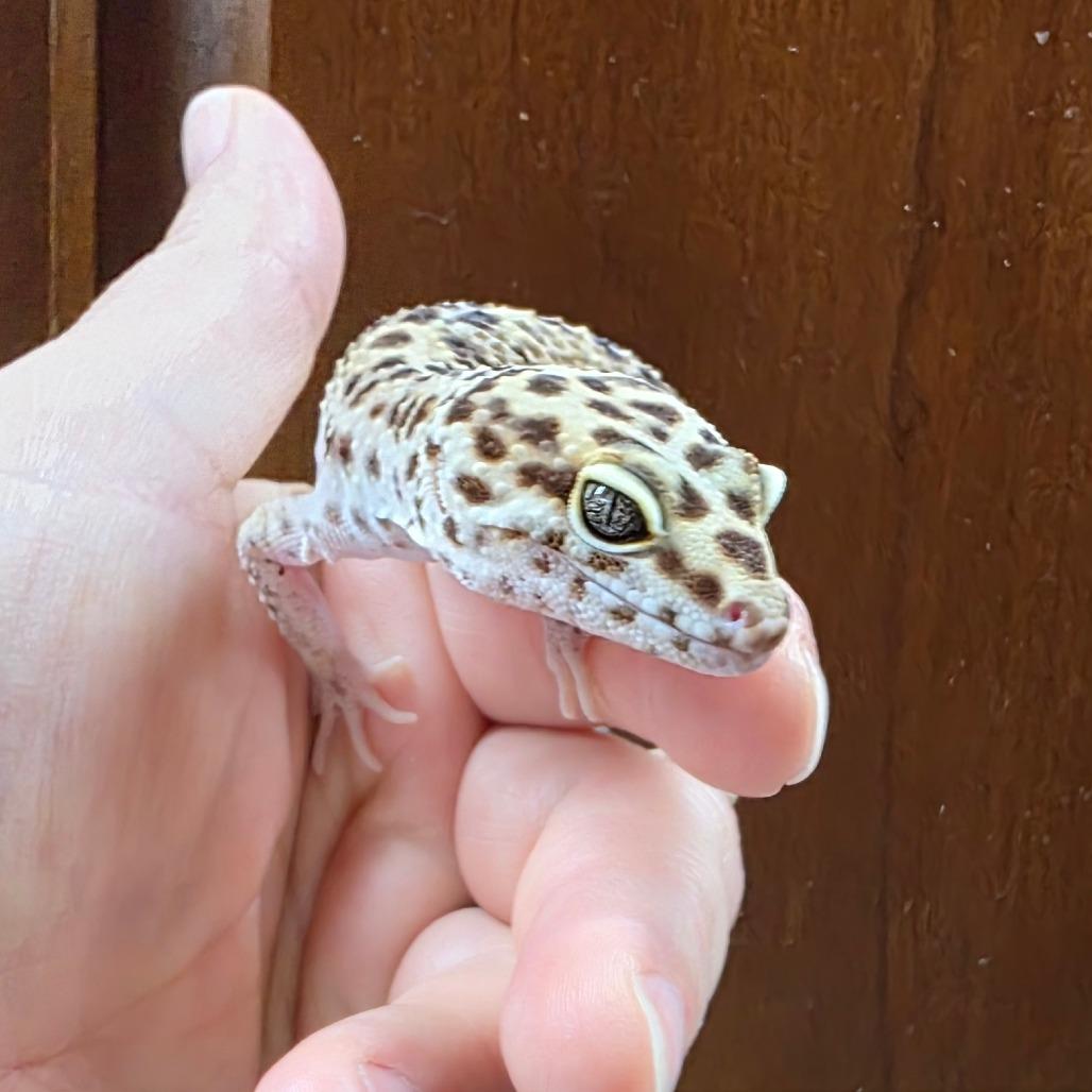 Enlarge Stanley, a Adoptable Gecko in Frederick, MD image 3/3