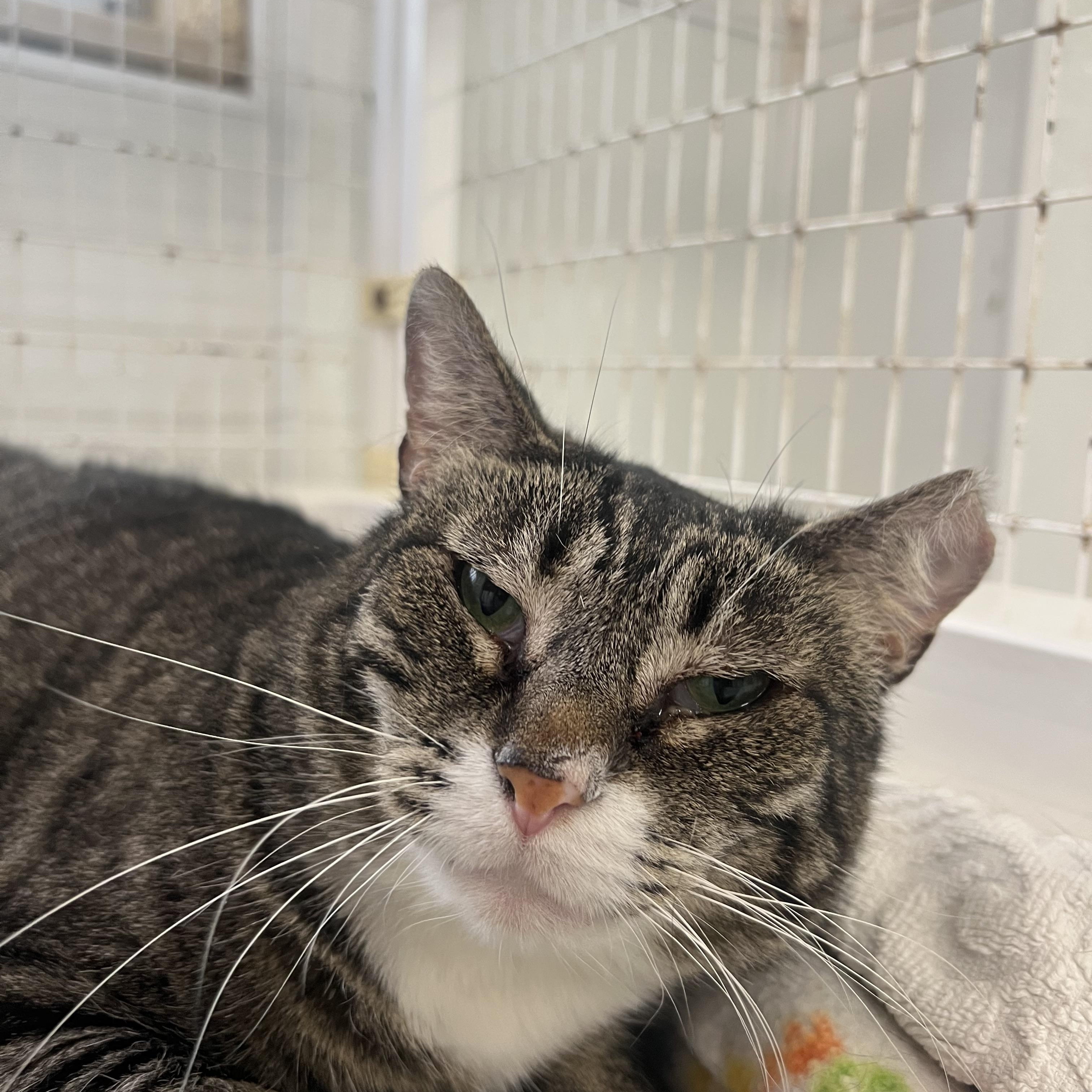 Stir Fry, an adoptable Domestic Short Hair in San Luis Obispo, CA, 93405 | Photo Image 1