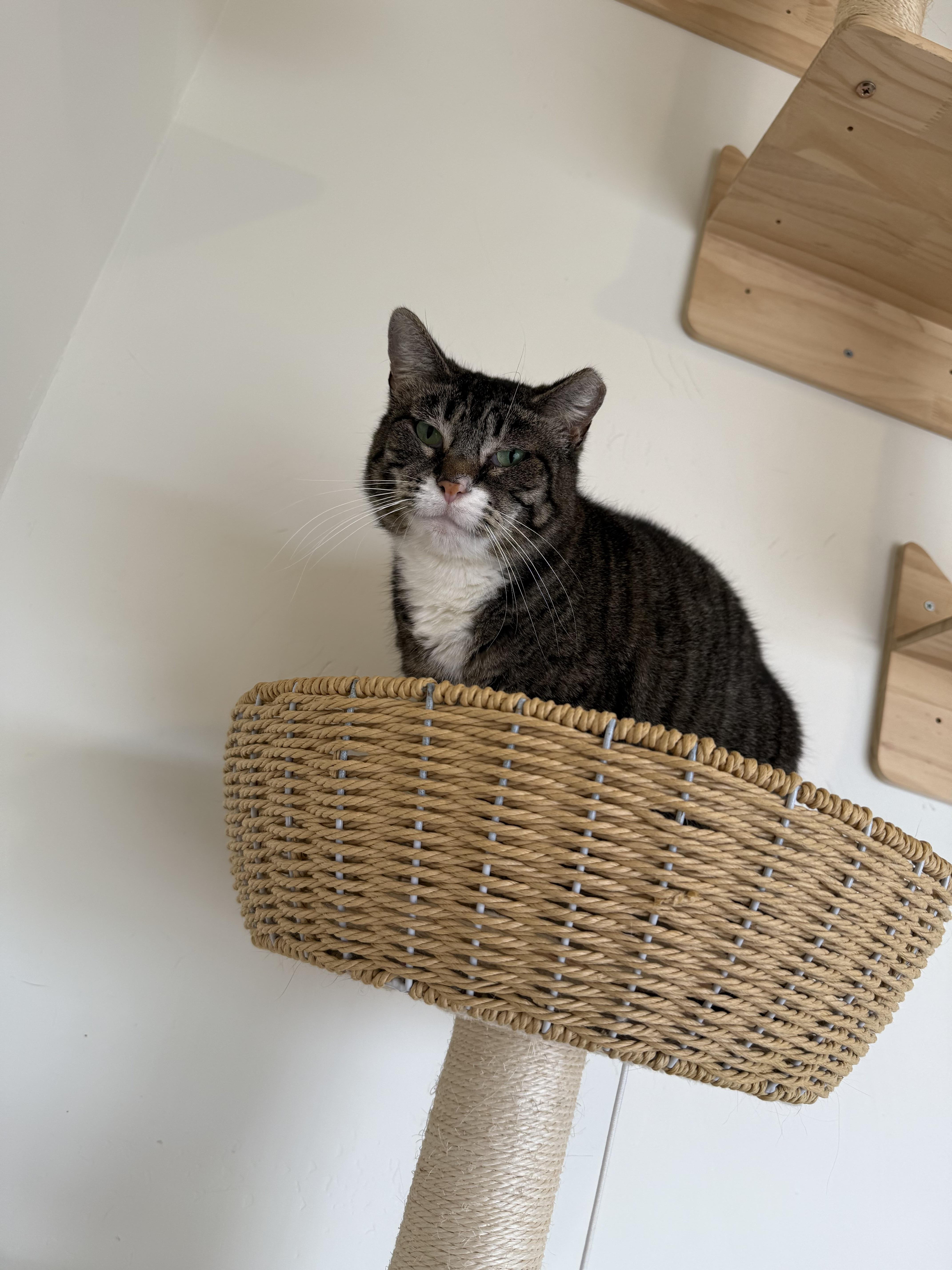 Stir Fry, an adoptable Domestic Short Hair in San Luis Obispo, CA, 93405 | Photo Image 3