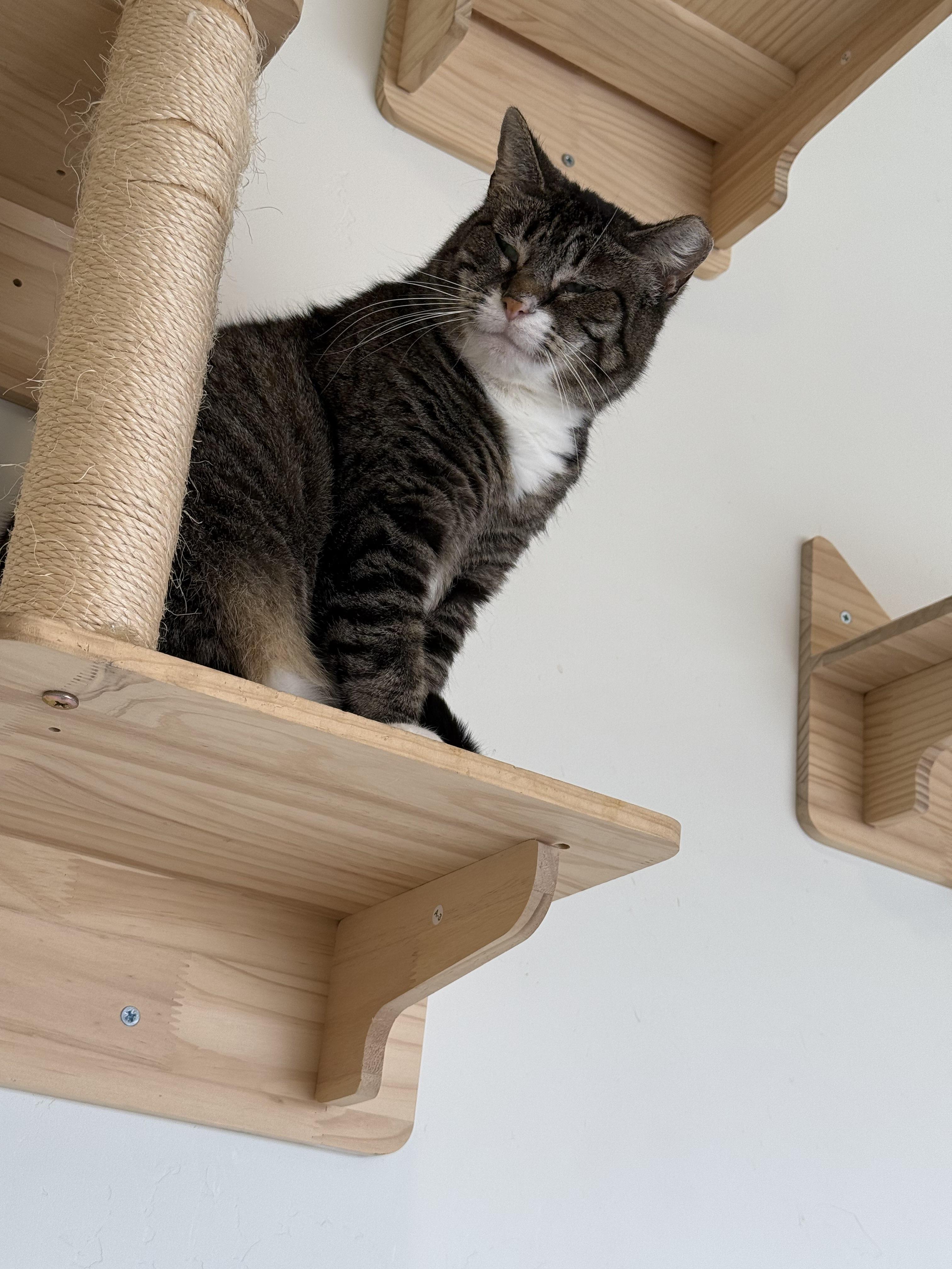 Stir Fry, an adoptable Domestic Short Hair in San Luis Obispo, CA, 93405 | Photo Image 4