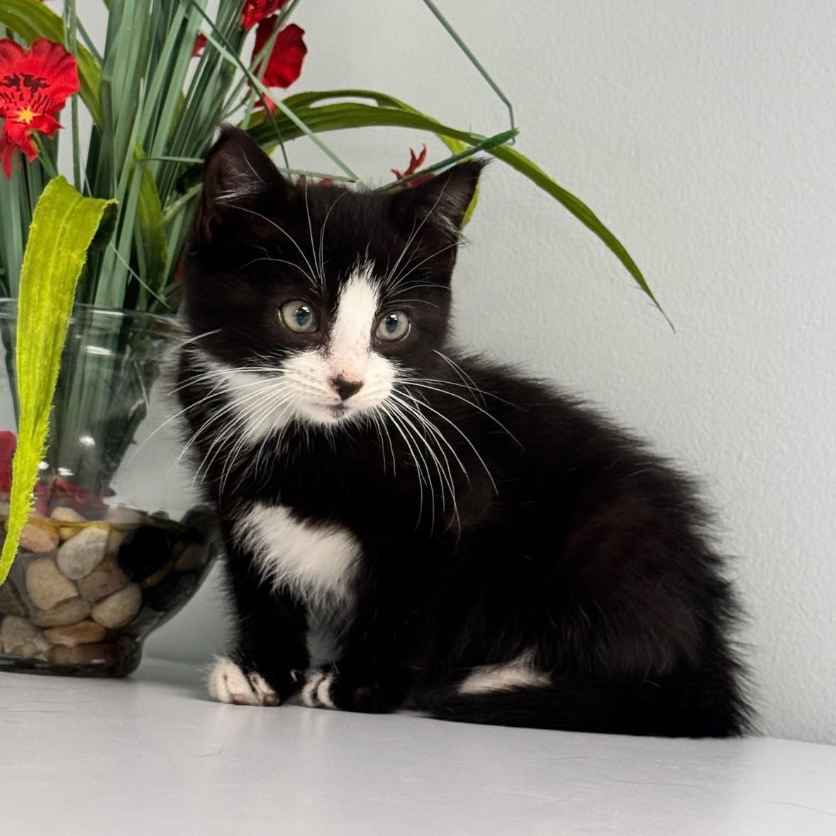 Enlarge Penelope, an adopted Domestic Medium Hair in Syosset, NY image 1/1
